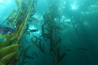 Kelp habitat with a blue rockfish, Monterey Bay