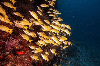 School of yellow-striped fish beside a reef wall in Royal Island’s award announcement