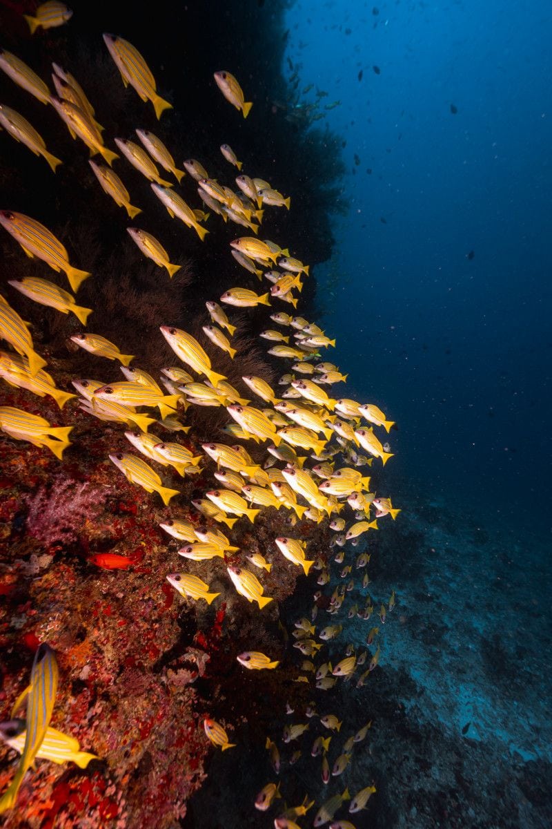 School of yellow-striped fish beside a reef wall in Royal Island’s award announcement